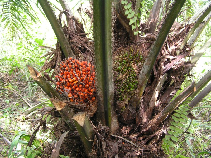 Elaeis guineensis
