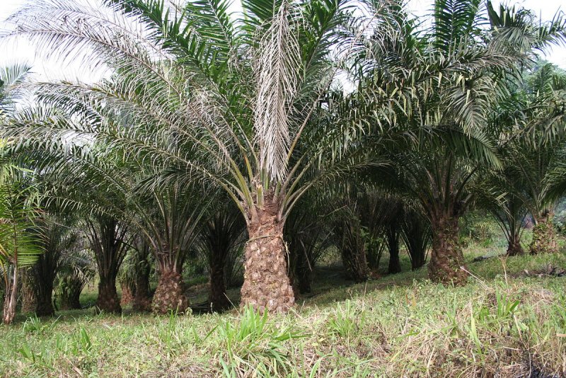 Elaeis guineensis