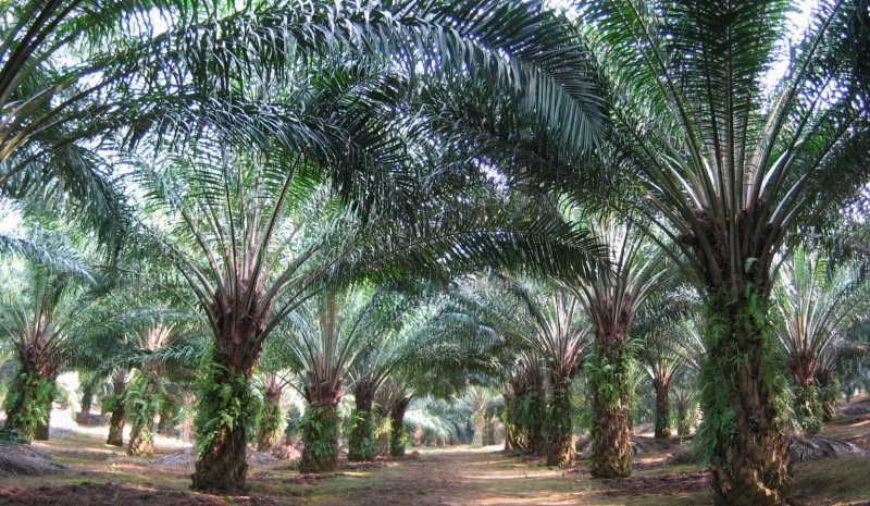 Elaeis guineensis