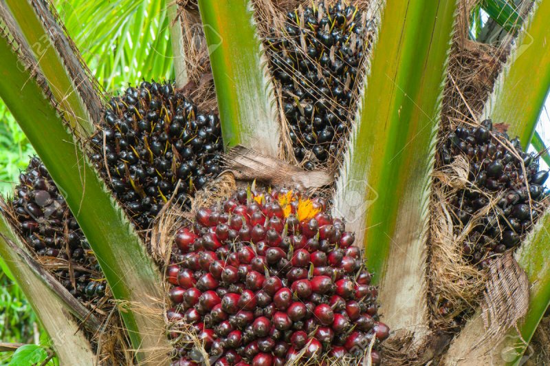 Elaeis guineensis