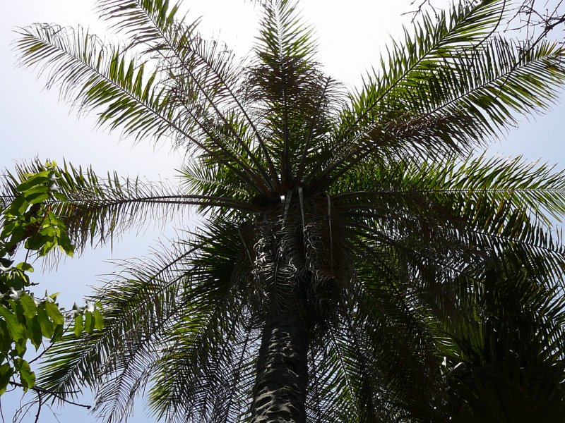 Elaeis guineensis