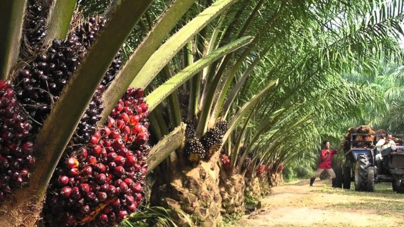 Африканская Пальма elaeis guineensis