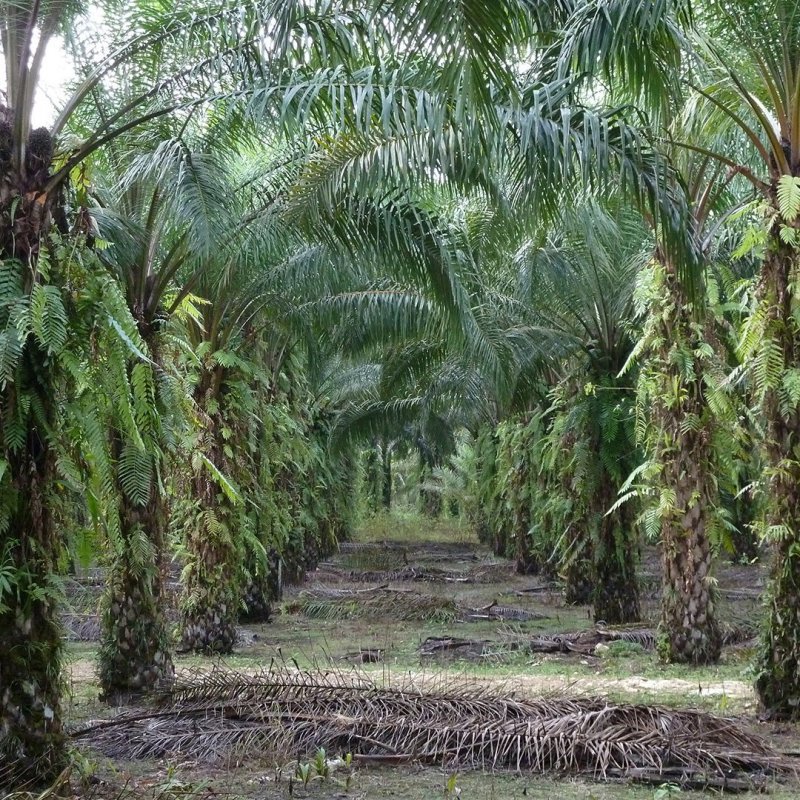Elaeis guineensis