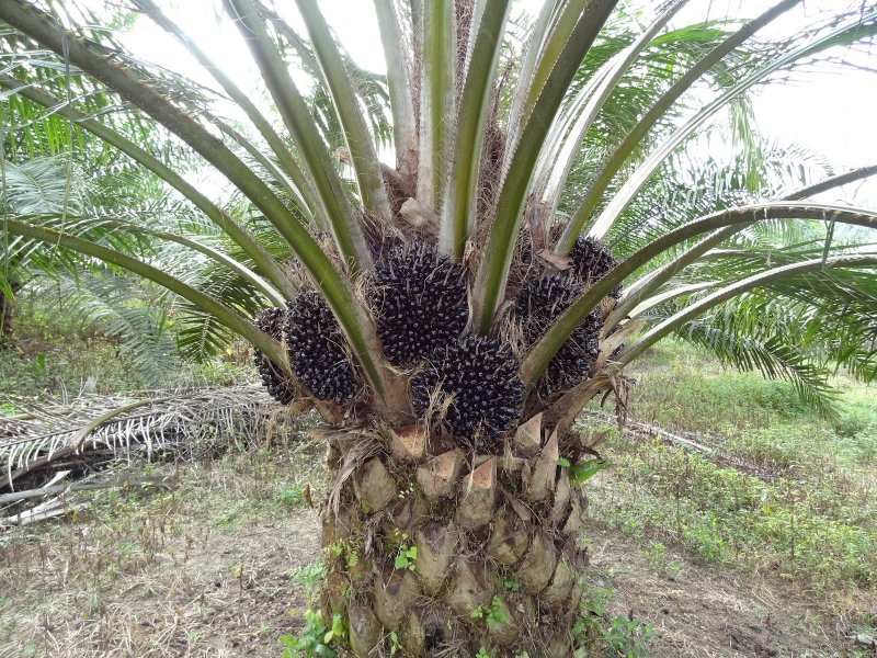 Elaeis guineensis