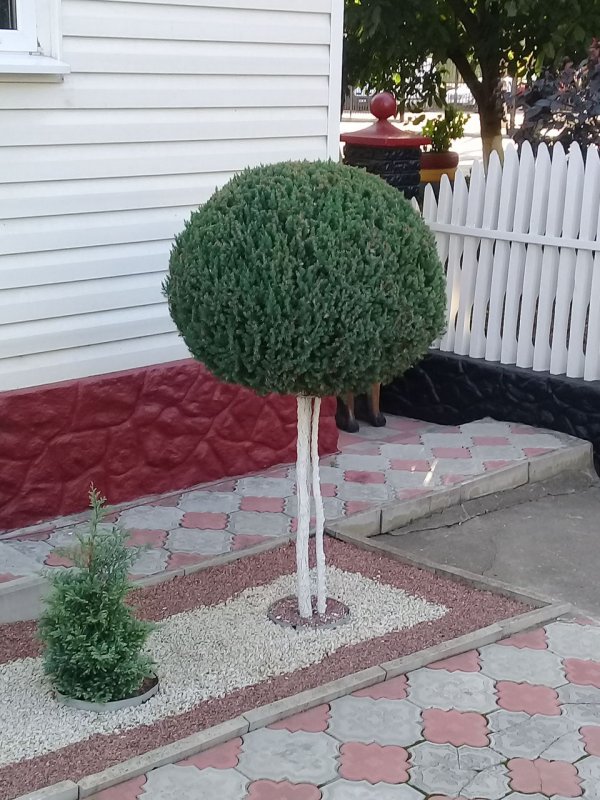 Туя Чупа Чупс