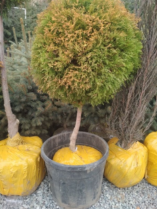 Можжевельник айс Блю на штамбе