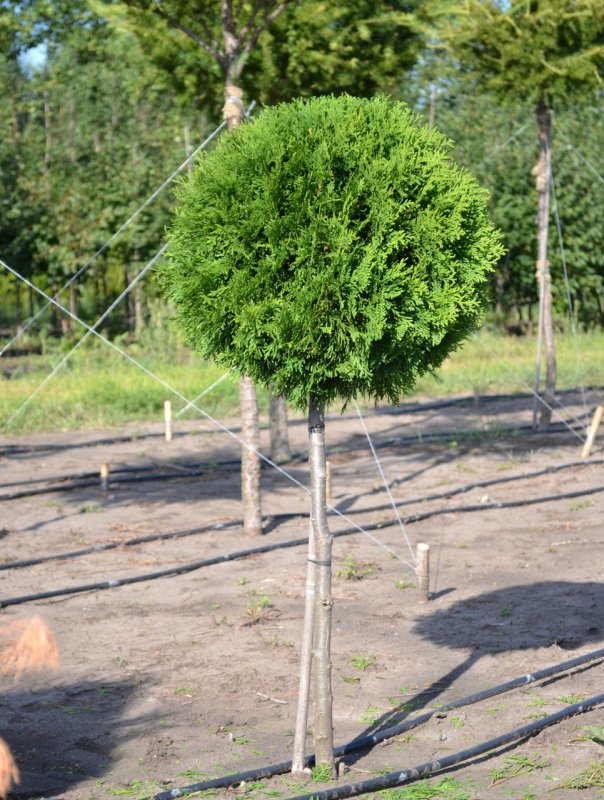 Туя Западная Smaragd Ball