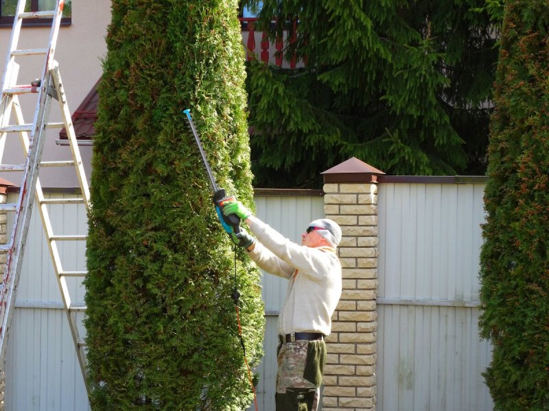 Туя Брабант подстрижка