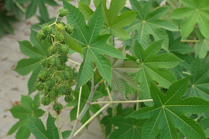 Клещевина обыкновенная (Ricinus communis)