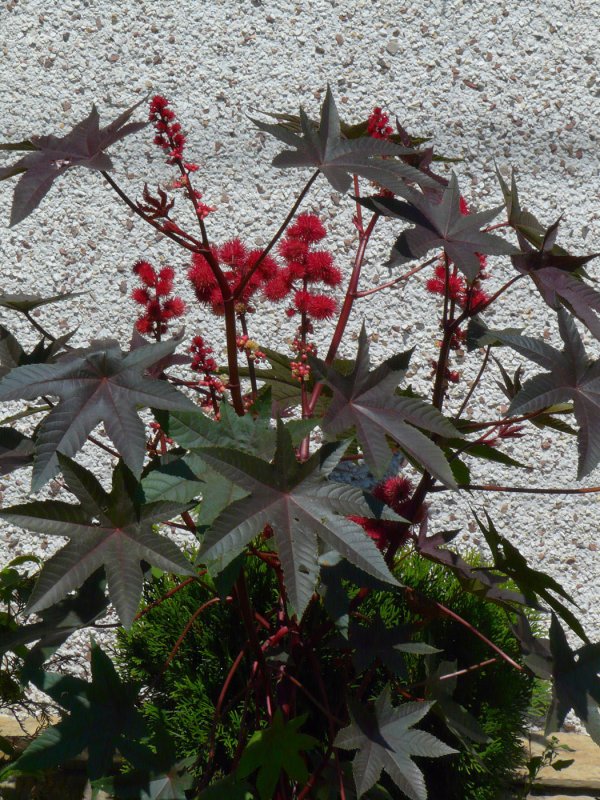 Клещевина Ricinus communis