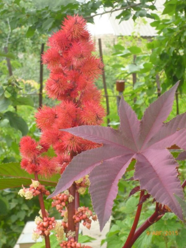 Клещевина Ricinus communis