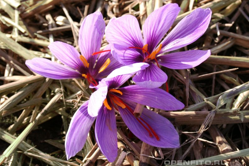 Crocus sativus Шафран