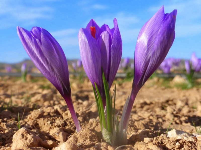Шафран посевной (Crocus sativus)