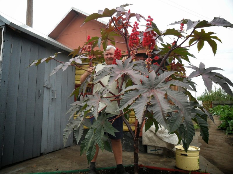 Клещевина обыкновенная (Ricinus communis l)