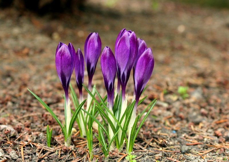 Шафран посевной (Crocus sativus)