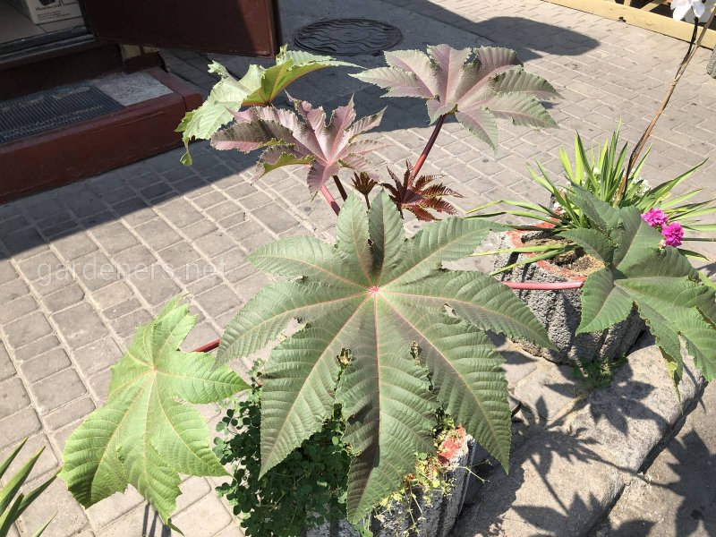 Клещевина Ricinus communis