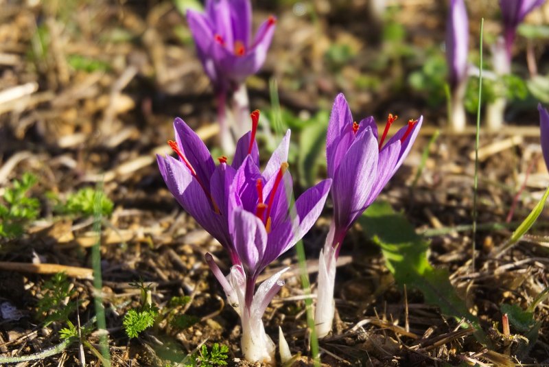 Crocus sativus
