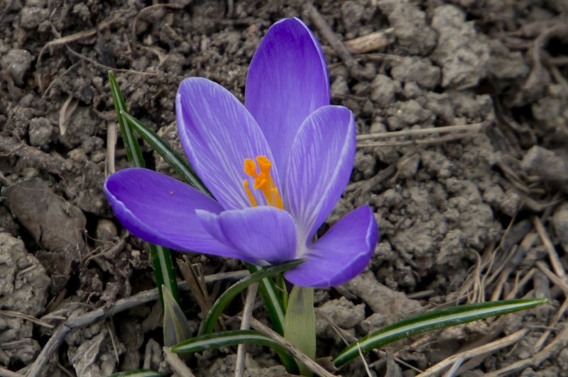 Шафран посевной (Crocus sativus)