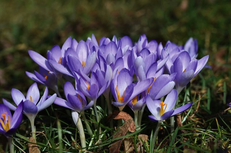 Saffron 4k