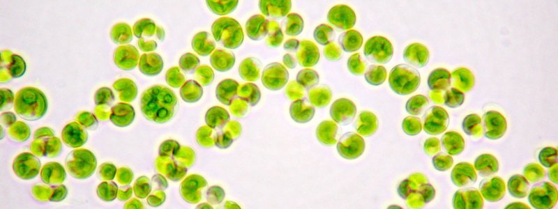 Зеленые водоросли хлорелла