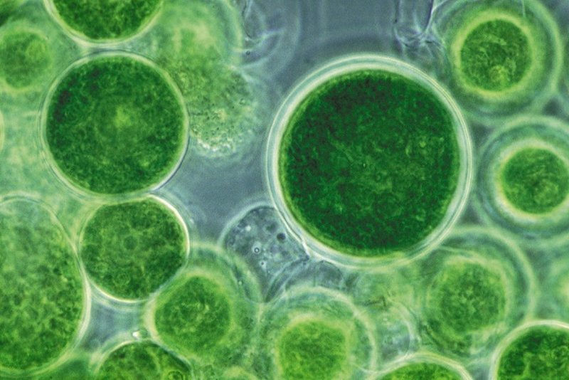 Зеленые водоросли хлорелла