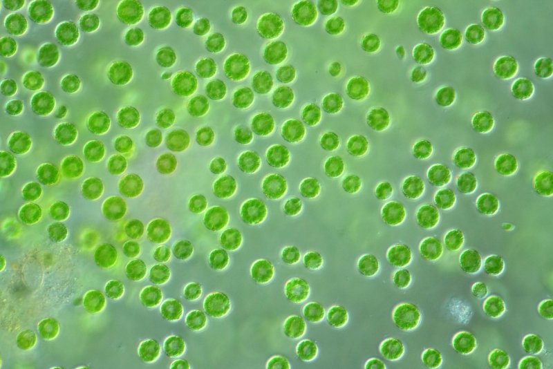 Хлорелла водоросль