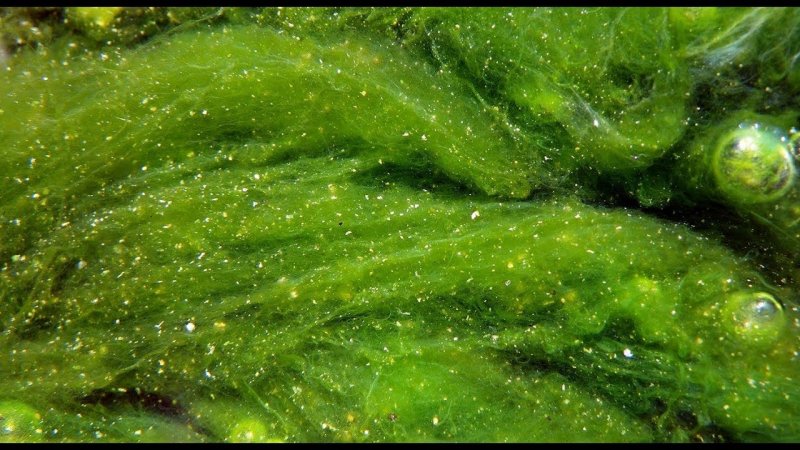 Хлорелла водоросль