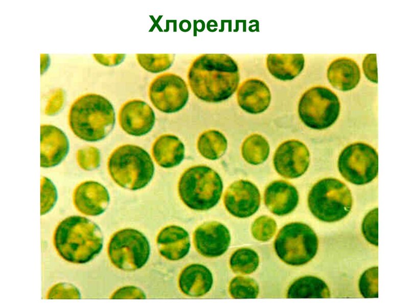 Хлорелла порошок, 1 кг
