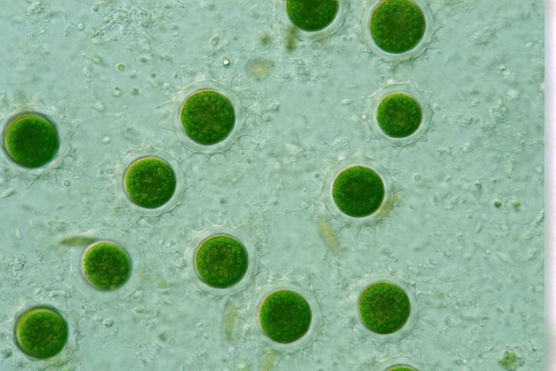 Хлорелла водоросль
