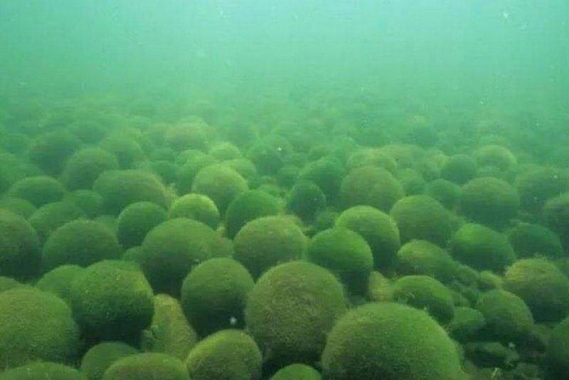 Вольвокс водоросль