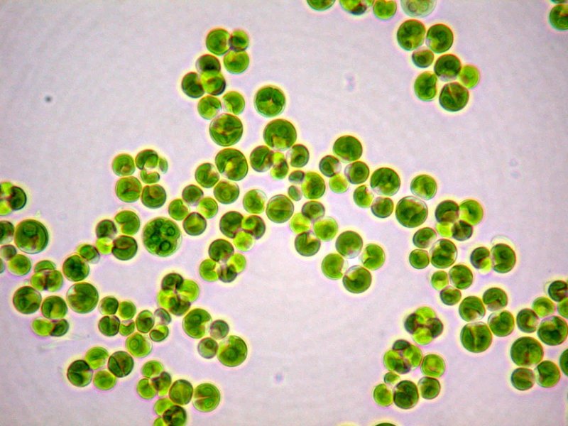 Одноклеточные водоросли хлорелла