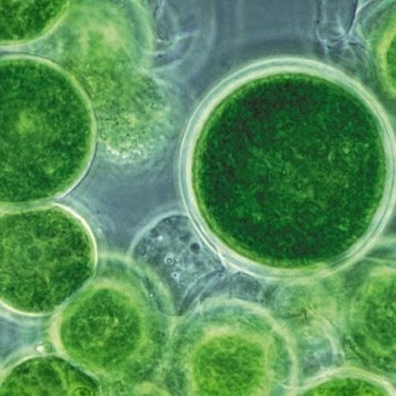 Green Barley Pills stock photo