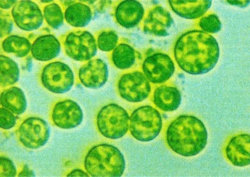 Chlorella pyrenoidosa