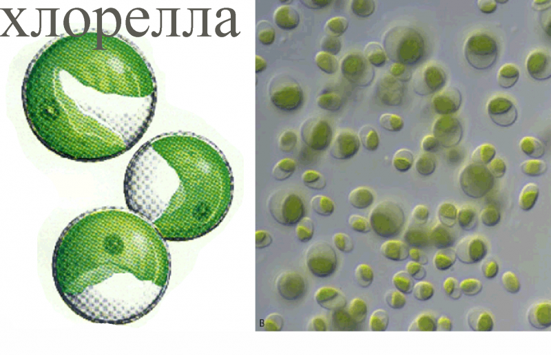 Добавка к пище "Chlorella" ("хлорелла") 100 г торговая марка Nutraway