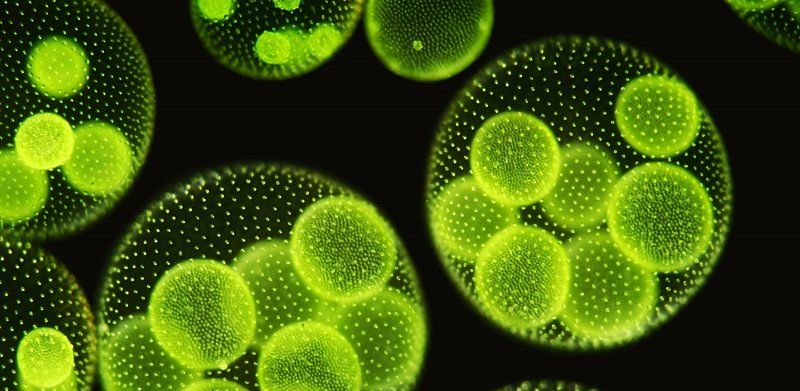 Хлорелла водоросль морская