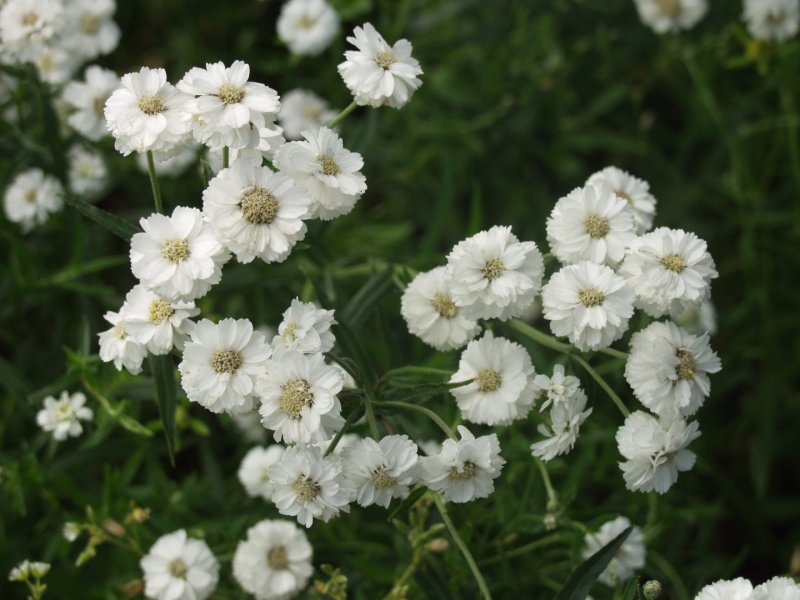 Тысячелистник Achillea ptarmica