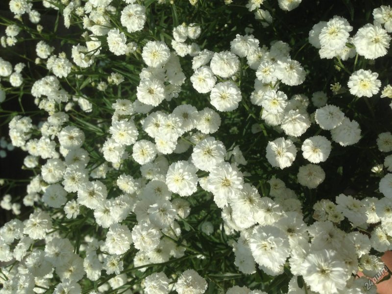 Тысячелистник птармика (Achillea ptarmica)