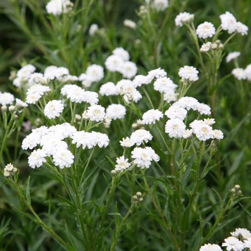 Тысячелистник птармика (Achillea ptarmica)