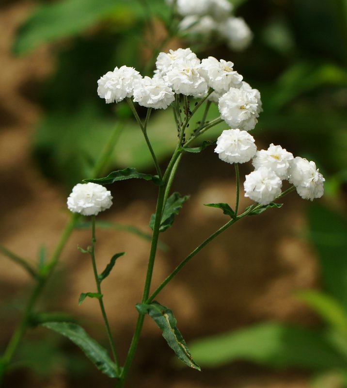 Тысячелистник Achillea ptarmica