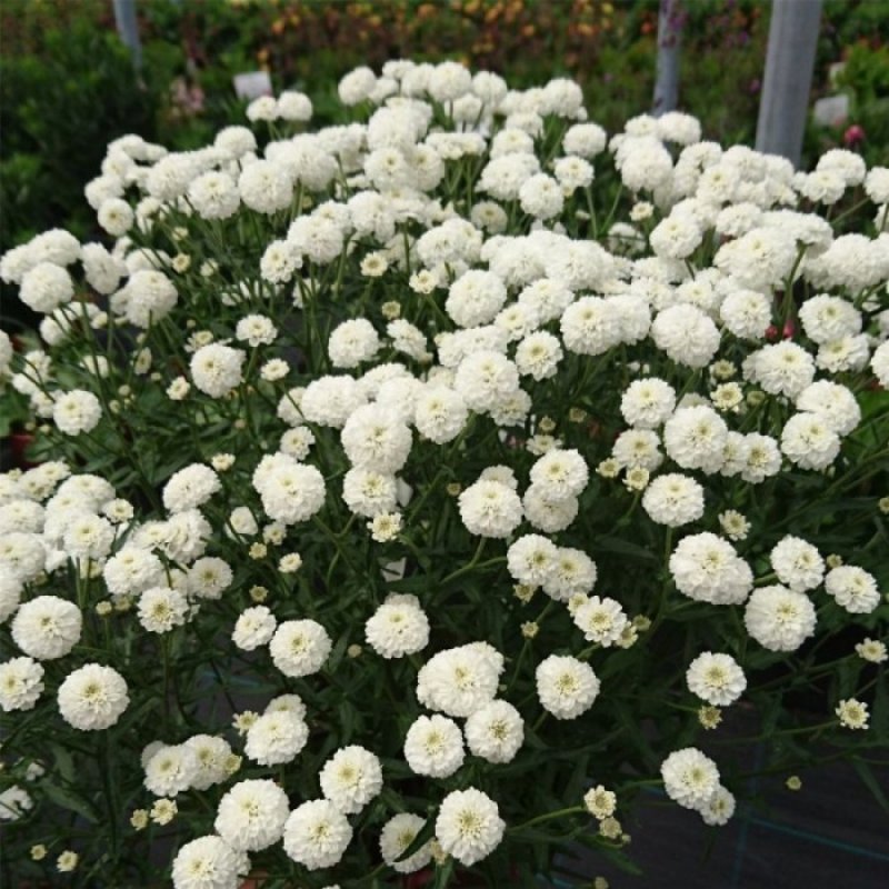 Тысячелистник Achillea "Diadem"