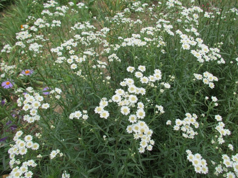 Тысячелистник Achillea "Diadem"
