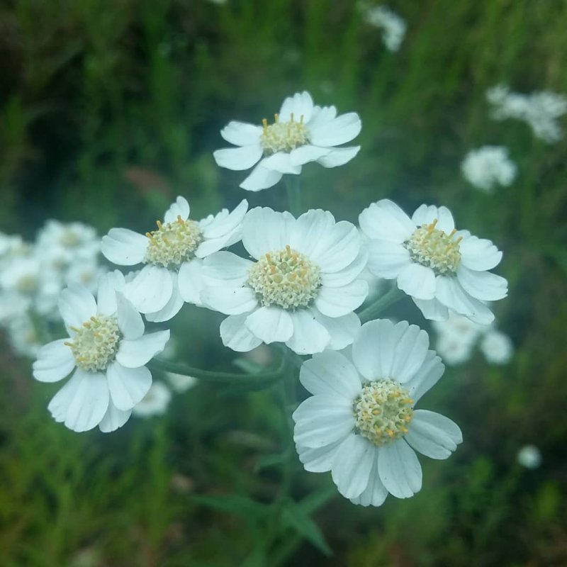 Achillea ageratifolia