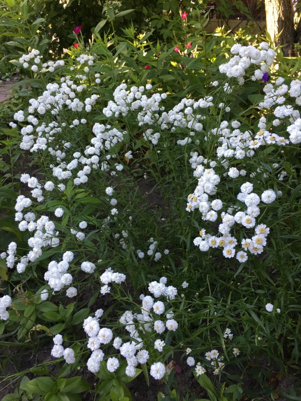 Тысячелистник птармика (Achillea ptarmica)
