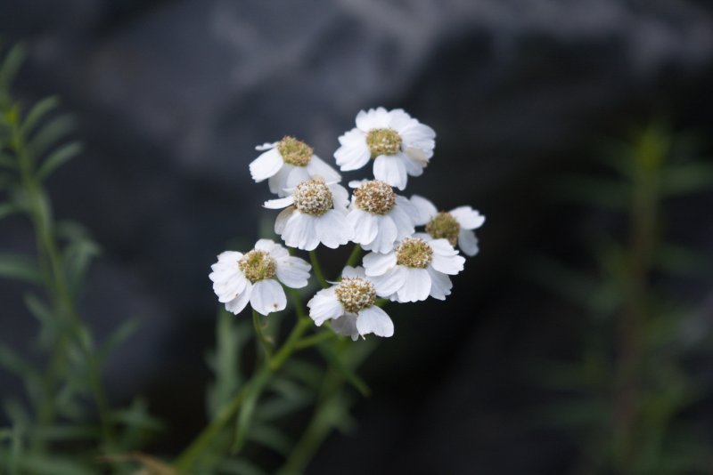 Achillea ptarmica l.