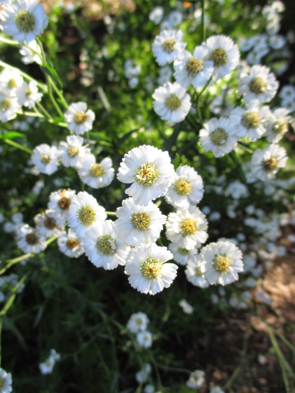 Тысячелистник Achillea "Diadem"