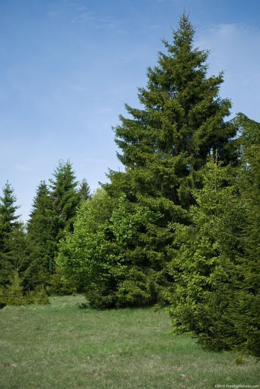 Пихта Abies Alba
