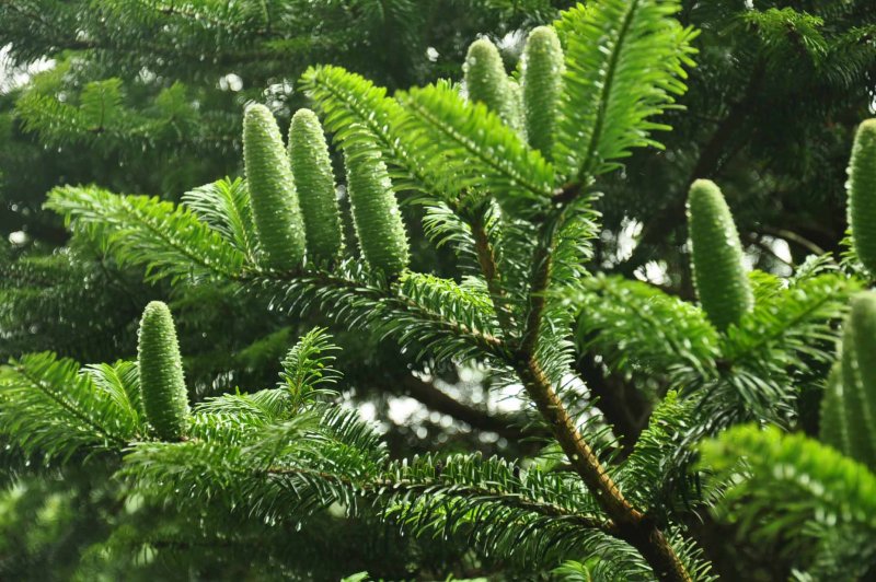 Европейская пихта Abies Alba