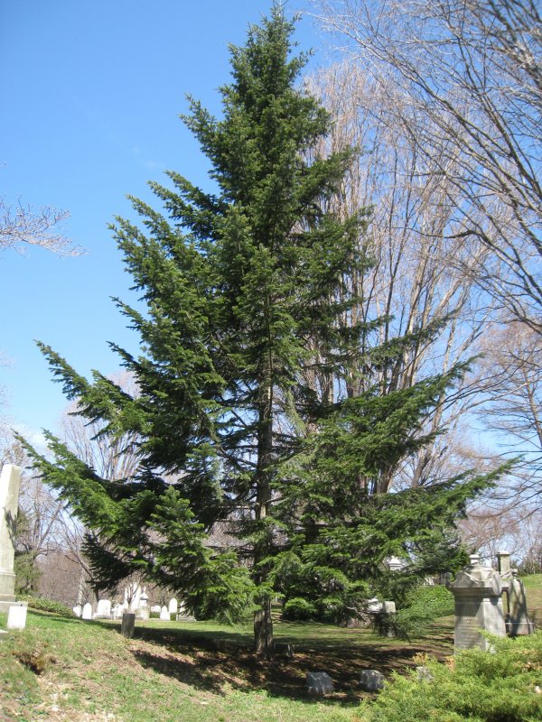 Пихта белая (Abies Alba) 25/50 2+2