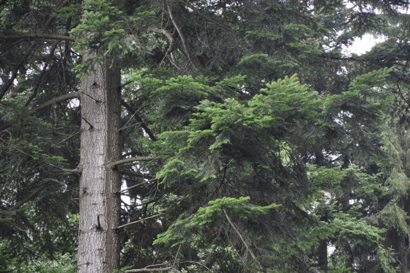 Пихта Abies concolor violacea