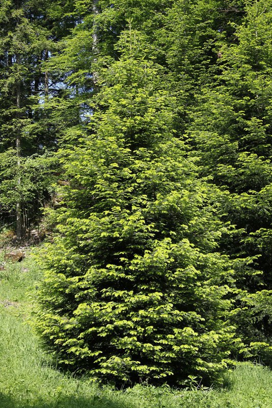 Abies Oil
